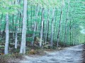 071 - SKŘÍTEK LESNÍ ZACHYCENÝ FOTOPASTÍ